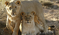 Exciting Safaris