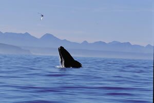 A whale sounding off the Garden Route coast
