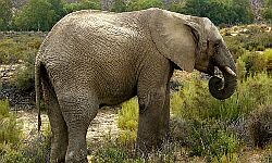 World Cup Safari elephant