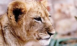World Cup safari lion