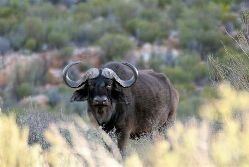 Buffalo at the Cape Town safari park