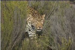 Leopard at the Cape Town safari Park