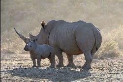 Rhino at the Cape Town Safari Park