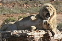 Lion at the safari park