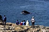 Whale watching at Hermanus